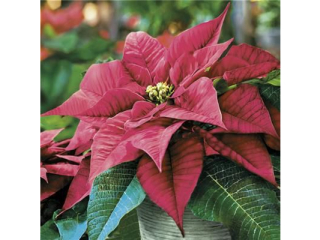 Serwetki POL-MAK SL_GW_028001 Maki Lunch Magnificent Poinsettia